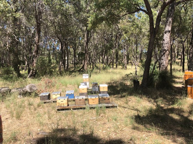 Some of the hives kept at Wembley Golf Course. 