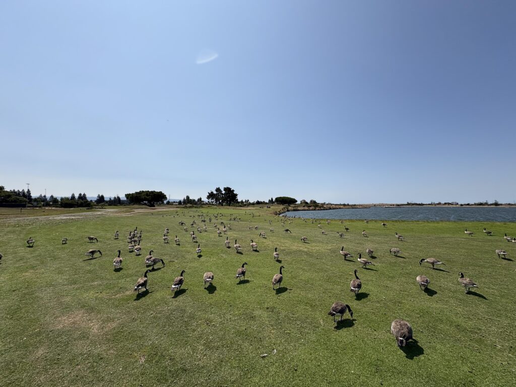 the tenth hole is mostly controlled by ducks