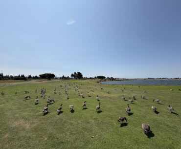 the tenth hole is mostly controlled by ducks