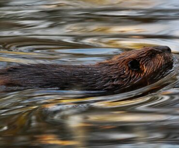 Officials kill beavers that built dam at Michigan golf course
