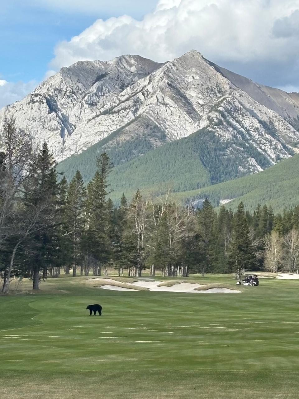 A black bear photographed by golfer Jess Lawson at the 18th hole of the Kananaskis Country Golf Course on Saturday, May 11, during the season's opening weekend.
