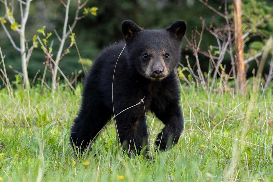 A black bear cub pictured in Kananaskis on May 24, 2025. Bears with cubs are more likely to be aggressive if approached, making it important to exercise caution when necessary.