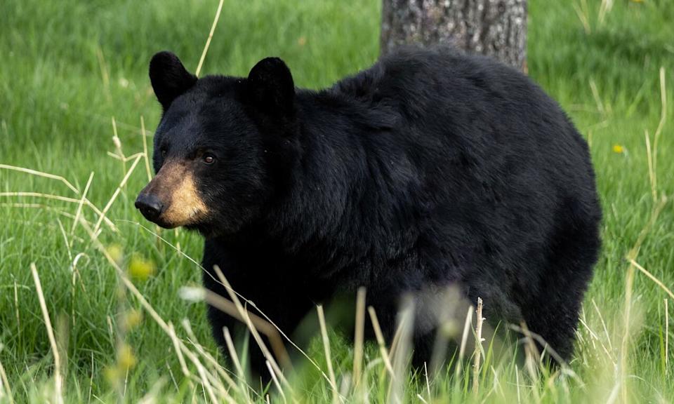 A black bear in Kananaskis on May 24, 2025.