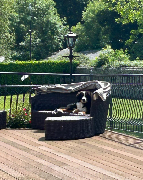 Bernese Mountain Dog relaxing in outdoor furniture.