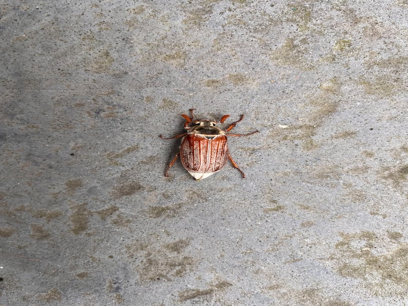 May bug
