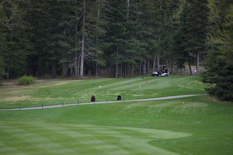 A golf cart tries to bypass two black bears, a mother and cub duo, at the Kananaskis Country Golf Course on May 21.