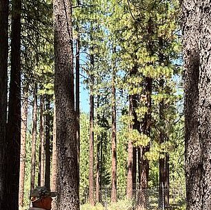 A sheriff watches on carefully as a black bear walks behind the tee at the 16th hole in Lake Tahoe