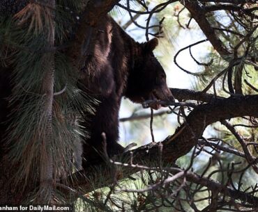 A black bear was spotted lounging up in a tree just meters from the Kelce brothers on Sunday