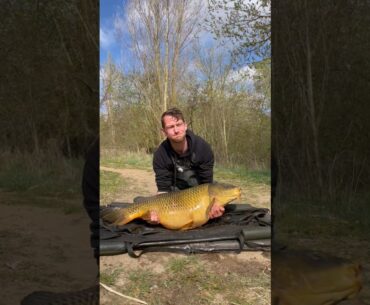 Angeltrips in einer Minute: Dicke Karpfen ohne Ende! #karpfenangeln #karpfen