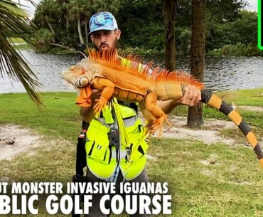 Hired To Take Out Monster Invasive Iguanas At Public Golf Course
