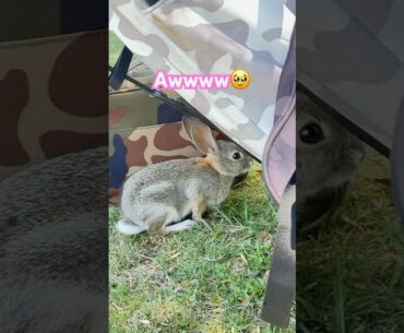 How cute is this! 🥹🤩😍🐰 #golf #golfswing #golfgirl #bunny #bunnies