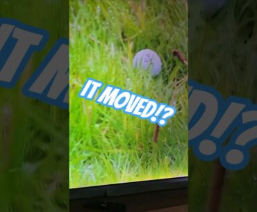 Shane Lowry Penalty #theopen @GolfChannel @golfranda #golf