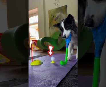 Yes, That Dog’s Playing Golf! #animalsrescue #cat #shortsbeta