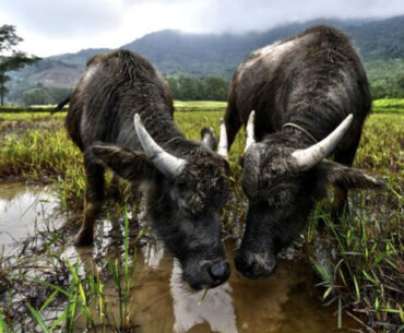 Vietnam Golf Coast tweaks landscapes