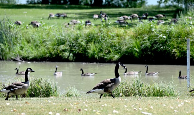 Geese walk at Eagle Trace golf course in Broomfield on June 20, 2025. (Cliff Grassmick/Staff Photographer)