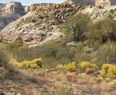 Colorado Golf Courses Offer Surprising Wildlife Encounters