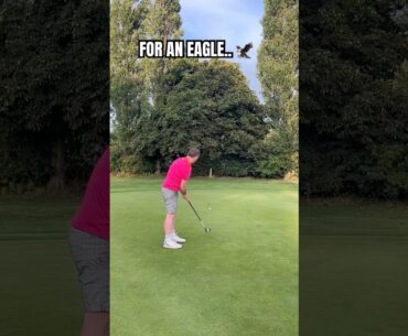 Great Opportunity for an Eagle on Camera… 🦅