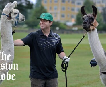 At this New Hampshire resort, you can golf with llamas