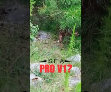 Is it a Pro V1 behind this bush? #golf #golfer #golfing #golfswing #golflife #golfcourse