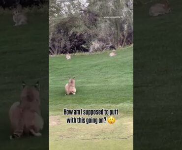 Wild scene on a golf course in Arizona 😳