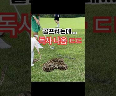어프로치하다 까치독사와 눈 맞춤...  독사조심  #골프 #골프레슨 #골프스윙 #골프장