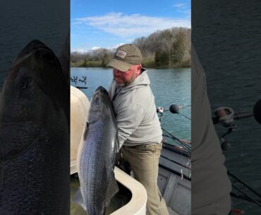 60 lb striper caught and released in Tennessee #trophyfish #stripedbass #fish #tennessee #foryou