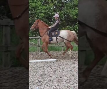 What a BEAUTIFUL canter!! #horse #equestrian #horseriding #horses #horsefan #canter #beautiful