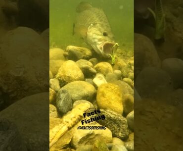 Bass Must Munch a Water Bug #shorts