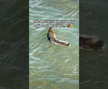 Tournament anglers will understand this! 🤣🐿️ #bassfishing #fishing #bassfishingismylife #lure