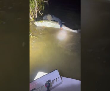 TARPON OF A LIFETIME
