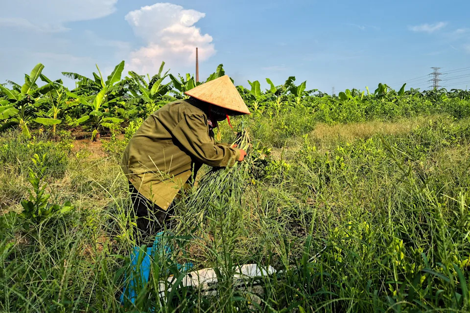 A farmer works at the site designated for a future Trump golf course in Hung Yen province, Vietnam, July 30, 2025. REUTERS/Khanh Vu