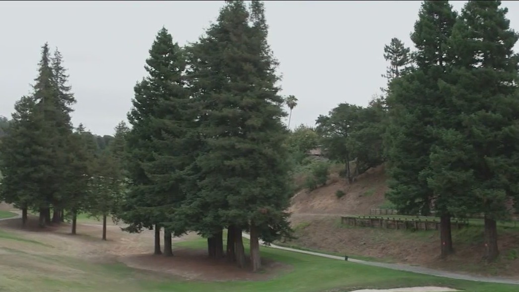 Oakland neighbors fight golf courses plan to remove nearly 200 redwood trees