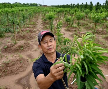 Farmers Fume at Measly Deal to Make Way for Donald Trump Family’s New $1.5B Golf Club in Vietnam