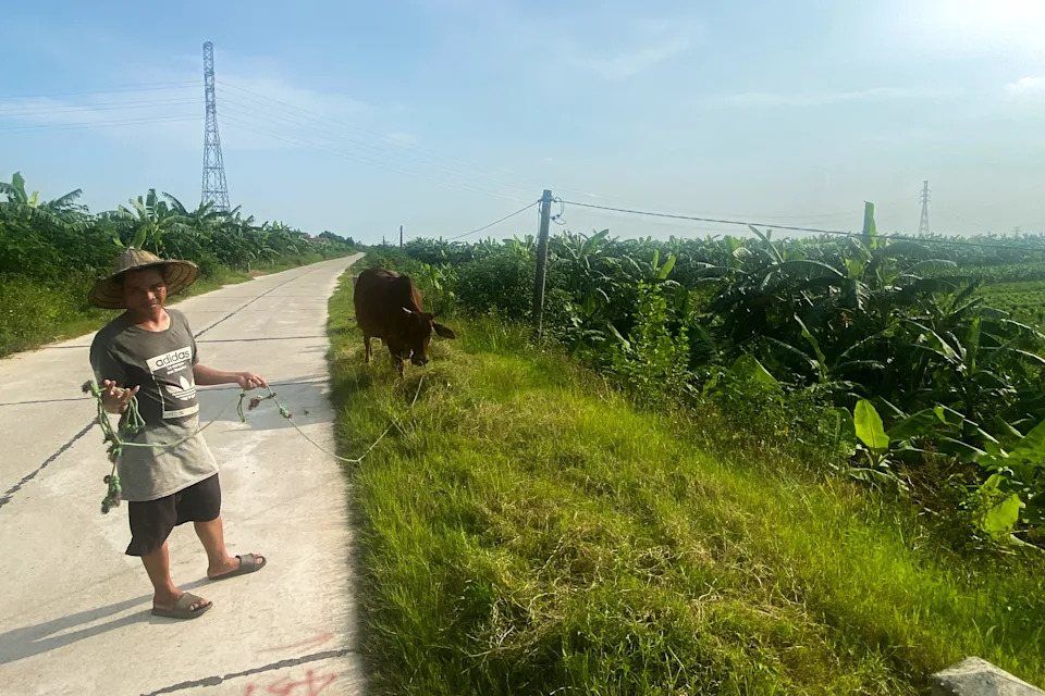 A farmer stands next to a cow at the site designated for a future Trump golf course in Hung Yen province, Vietnam, July 30, 2025. REUTERS/Francesco Guarascio