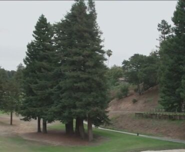 Oakland neighbors fight golf course's plan to remove nearly 200 redwood trees