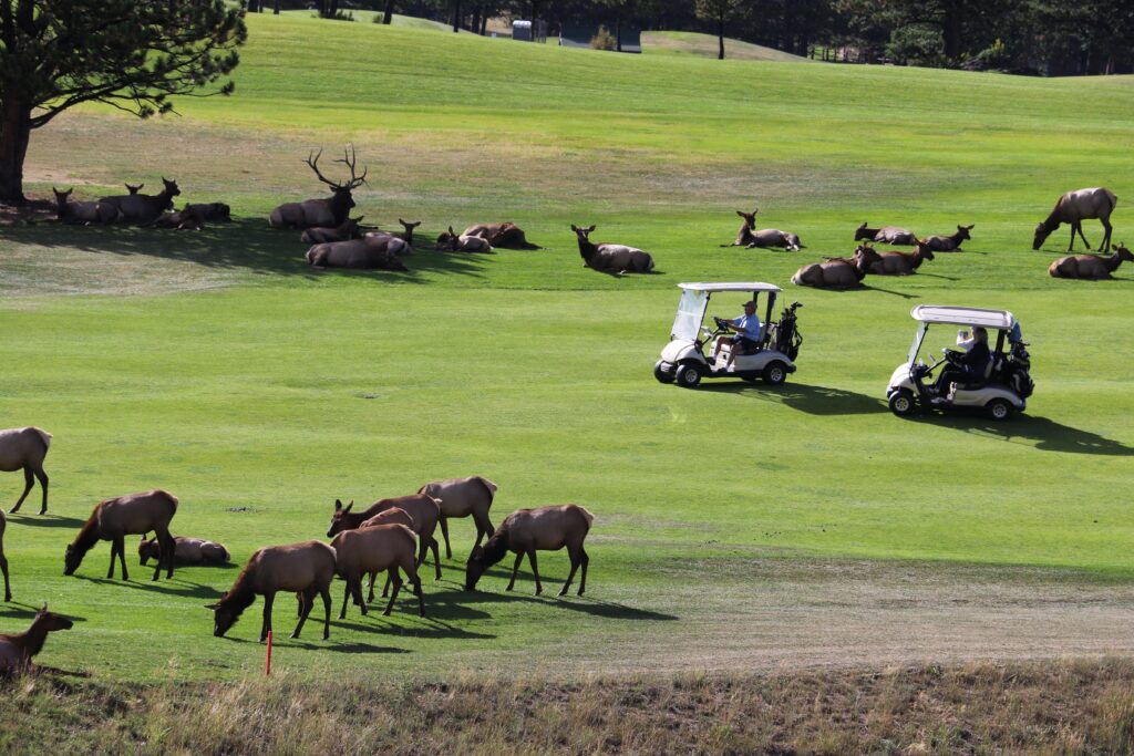 Elk Hazard at Estes Park
