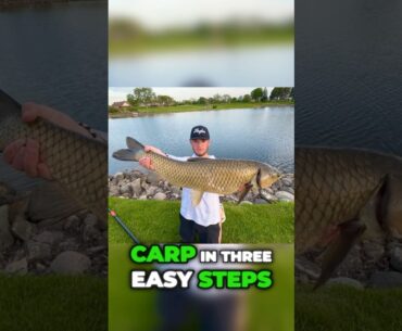 HOW TO CATCH MASSIVE CARP IN 3 EASY STEPS 🎣🔥 #carpfishing #carp #fishing #miamifishing