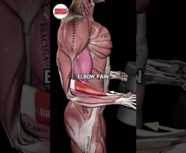 SCARY Truth About Your Elbow Pain! 🤯
