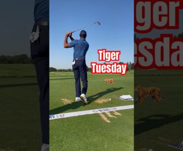 Checking in on Tiger Woods' swing 👀 (🎥 IG/tgrliveevents)