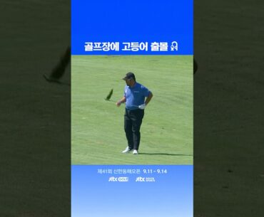 이것은 고등어인가 돈까스인가 #shorts