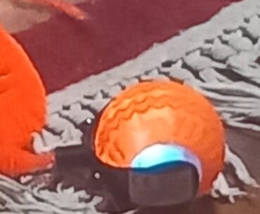 Trixie-Belle cat  unimpressed by interactive ball not excited cat observing it speeding baaround .