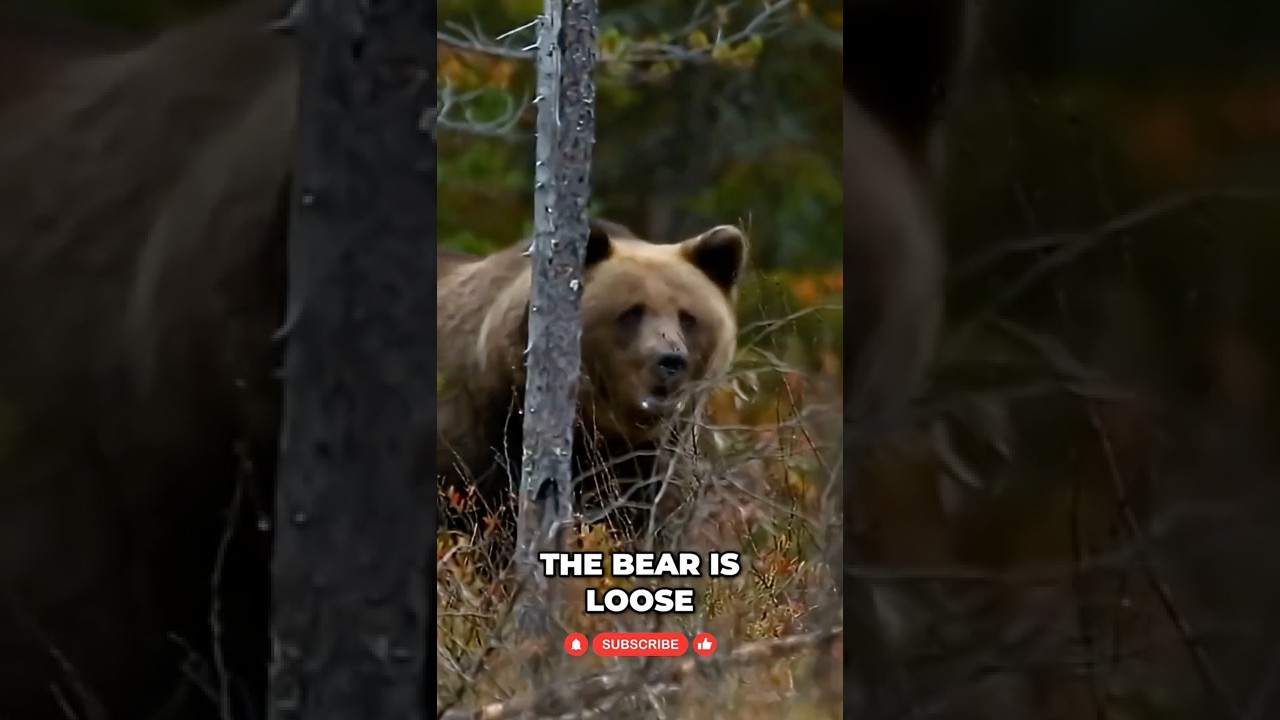 NFL Week 3 Panic? Giants Struggle! Don’t Miss This! #shorts NFL Week 3 Panic? Giants Struggle! Don't Miss This! #shorts