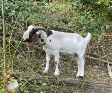 Landscaping Goats Arrive At Eastmoreland Golf Course
