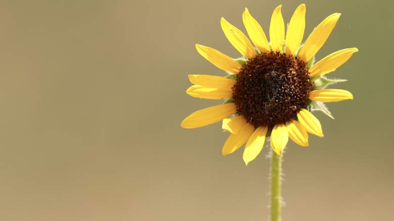 Sunflower blooming on golf course