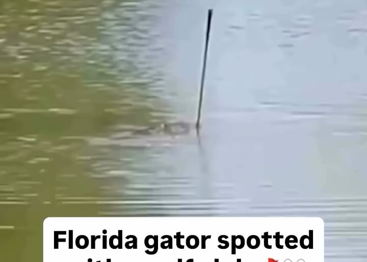 Now they are stealing golf clubs…