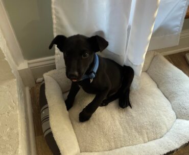 UPDATE: Four years ago r/golf named my dog. In honor of the Ryder Cup here's an update on Ryder Pup