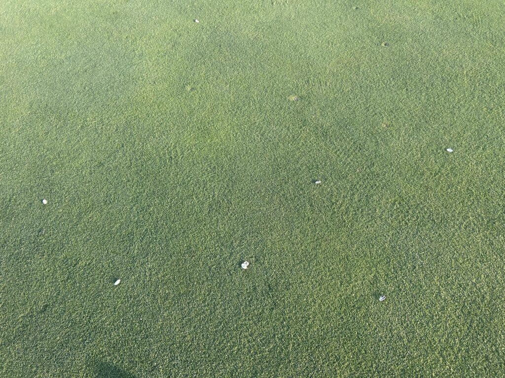 Don’t be the piece of shit who spits seeds on the green