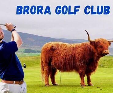 This Golf Course Has COWS and SHEEP On The Fairways! This Golf Course Has COWS and SHEEP On The Fairways!