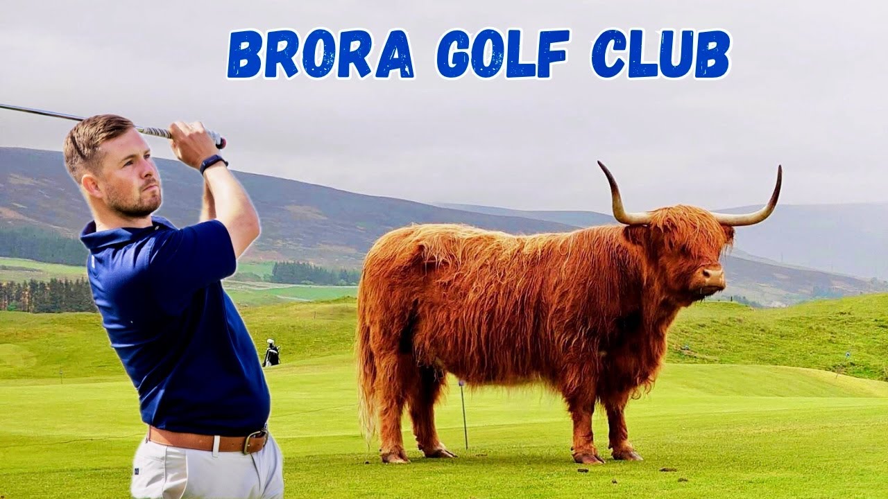 This Golf Course Has COWS and SHEEP On The Fairways! This Golf Course Has COWS and SHEEP On The Fairways!
