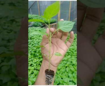 How to get 1 billion views #shorts @Shorts-Views-89 බිලියන 1ක නැරඹීම් ලබා ගන්නේ කෙසේද #shortsfeed